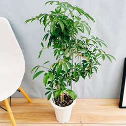 現品］1番 シェフレラ 曲がり 7号 観葉植物 室内 爽やか おしゃれ