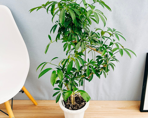 現品］1番 シェフレラ 曲がり 7号 観葉植物 室内 爽やか おしゃれ