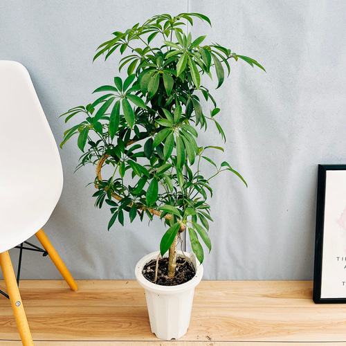 現品］1番 シェフレラ 曲がり 7号 観葉植物 室内 爽やか おしゃれ