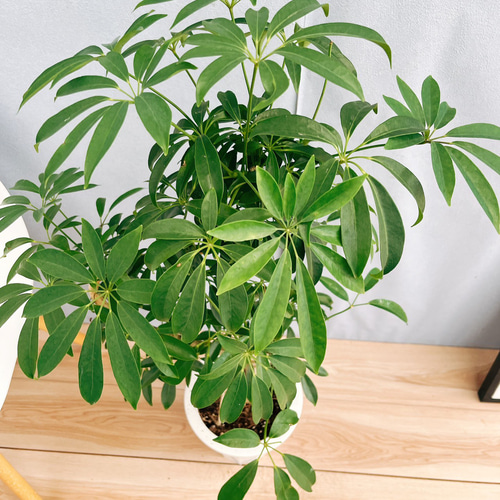 現品］1番 シェフレラ 曲がり 7号 観葉植物 室内 爽やか おしゃれ