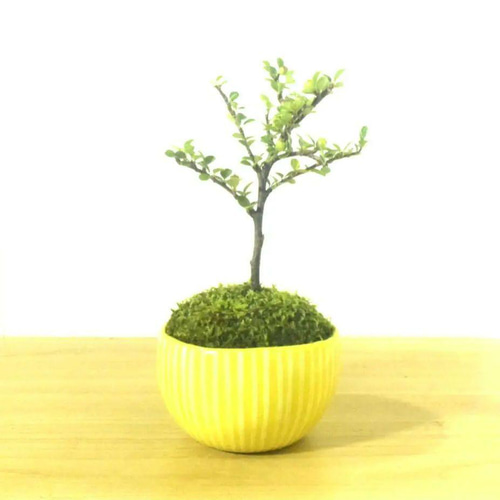 POTOCO 紅紫檀 ベニシタン陶器鉢 盆栽 かわいい イエロー ストライプ