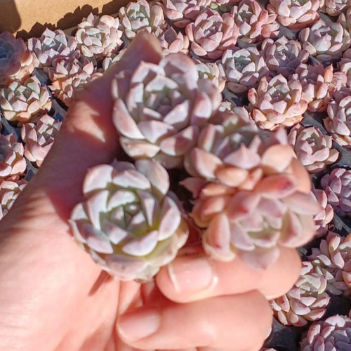 多肉植物【シュガークリスタル】（氷砂糖水晶）　抜き苗 多肉植物 アイスシュガークリスタル 新入荷 | るる農園~多肉植物専門