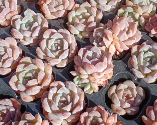 5d46b16abfcb0dfcba00469fcc7b98