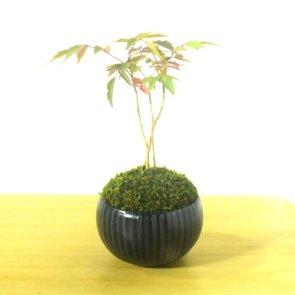 POTOCO ハゼ ハゼノキ 紅葉 植物 陶器鉢 盆栽 かわいい ストライプ 鉢