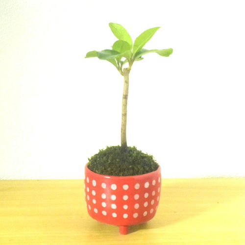 POTOCO サンゴジュ 赤 陶器鉢 植物鉢 植物 観葉植物 ミニ盆栽 盆栽 苔