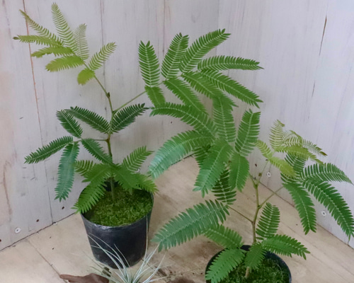 アカサヤネムノキ♡エバーフレッシュ♡観葉植物♡ アートフラワー nico