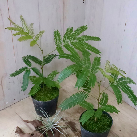 アカサヤネムノキ♡エバーフレッシュ♡観葉植物♡ アートフラワー nico