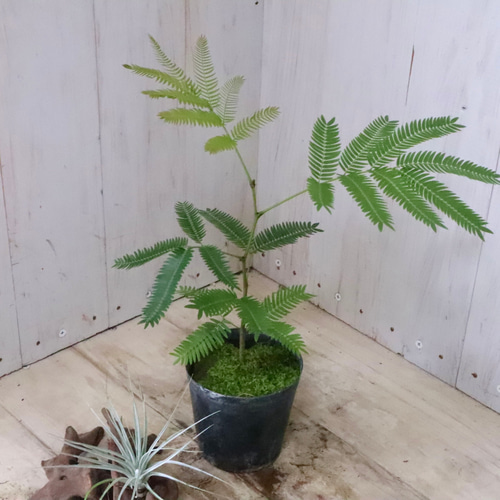 アカサヤネムノキ♡エバーフレッシュ♡観葉植物♡ アートフラワー nico