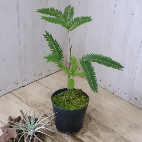 アカサヤネムノキ♡エバーフレッシュ♡観葉植物♡ アートフラワー nico