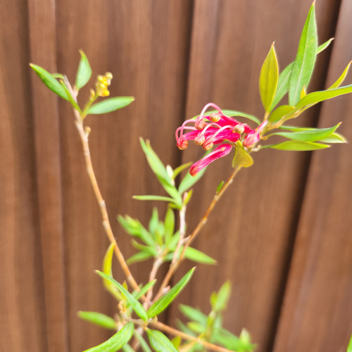 花芽付き♪グレビレア プーリンダスプレンダー ポット苗