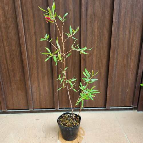 花芽付き♪グレビレア プーリンダスプレンダー ポット苗