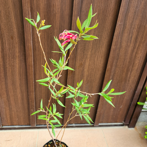 花芽付き♪グレビレア プーリンダスプレンダー ポット苗