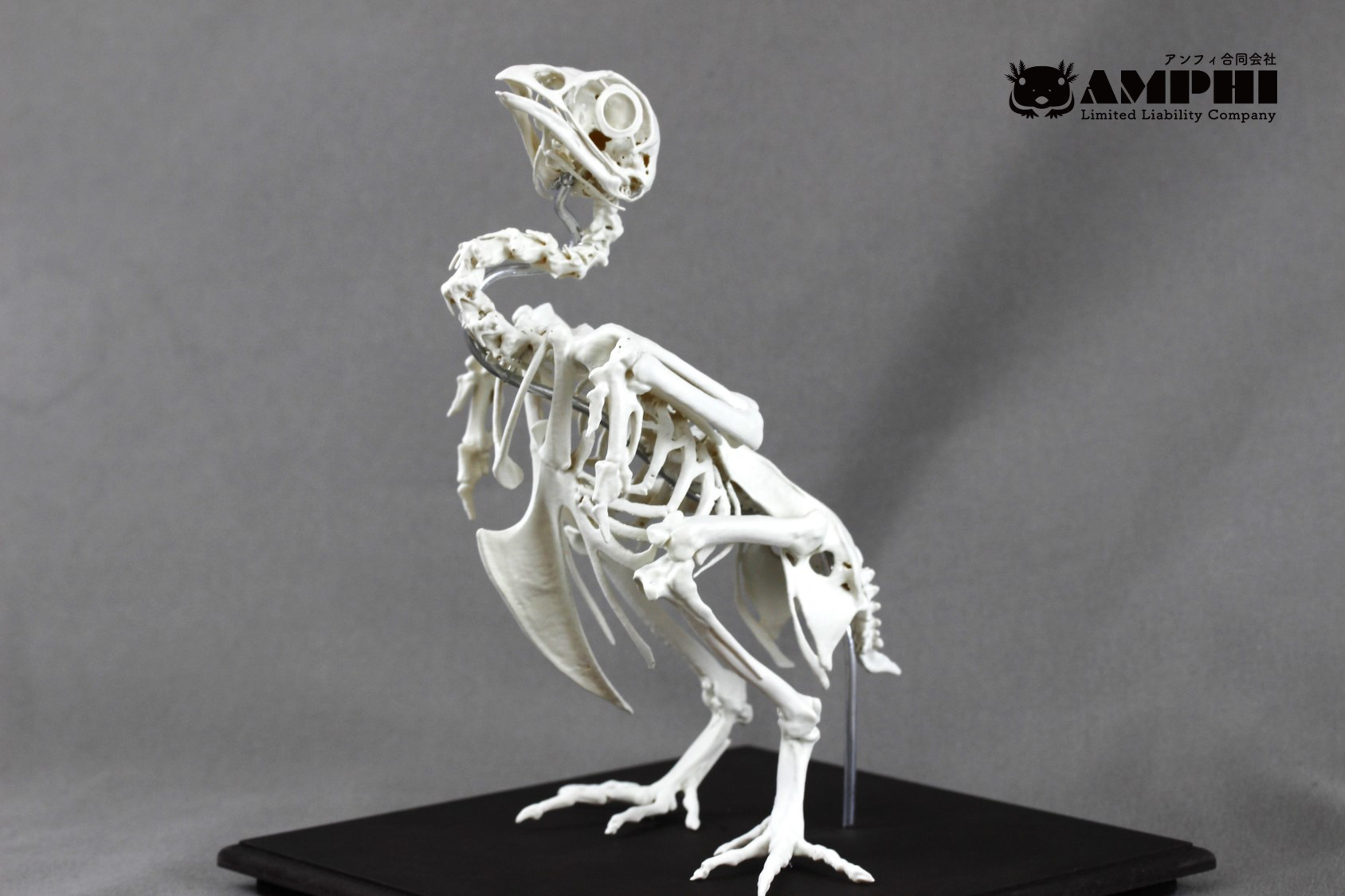 チャボ（ Gallus gallus domesticus ）等倍全身骨格レプリカ