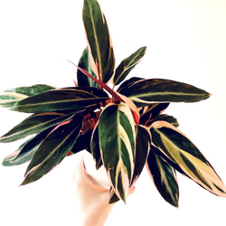 【一点限定】ドラセナ ヴィクトリア Lサイズ 透き通るような美しさ 観葉植物 一点限定】ドラセナ ヴィクトリア Lサイズ 透き通るような美しさ