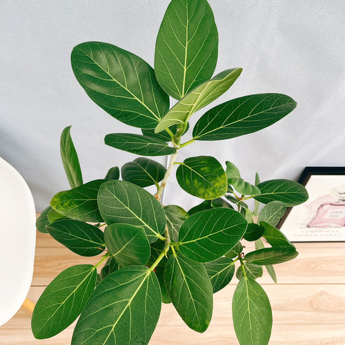 ［現品］☆人気☆ 8番　フィカス　ベンガレンシス　曲がり 8号　観葉植物 観葉植物 フィカス ベンガレンシス 6号 曲り プラスチック鉢