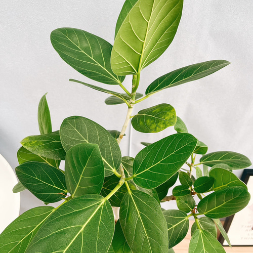 ［現品］A3 フィカス　ベンガレンシス　曲がり　8号　観葉植物　室内　大型 現品］33番 フィカス ベンガレンシス 曲がり 8号 観葉植物 室内 大型