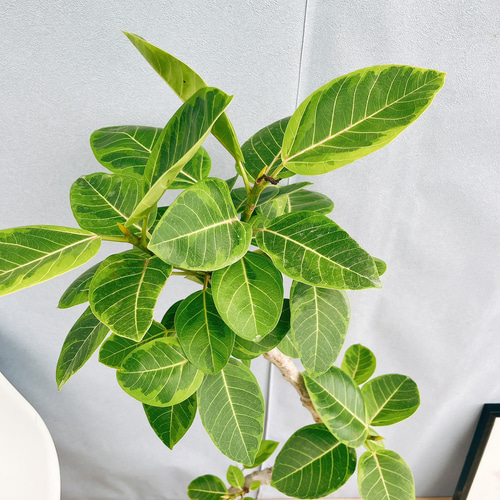 現品］31番 フィカス アルテシマ 曲がり 8号 観葉植物 室内 大型