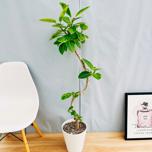 現品 フィカス ゴムの木 アルテシマ フィカスアルテシマ 曲がり 5番