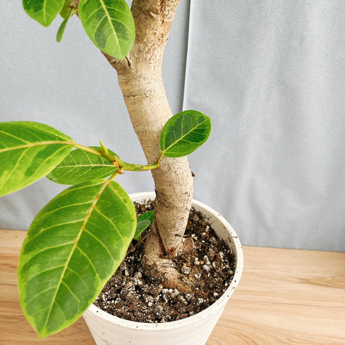 ［現品］4番　フィカス　アルテシマ　曲がり　8号　観葉植物　室内　大型　ゴムの木 現品］☆おすすめ☆ 4番 フィカス アルテシマ 曲がり 8号 観葉植物