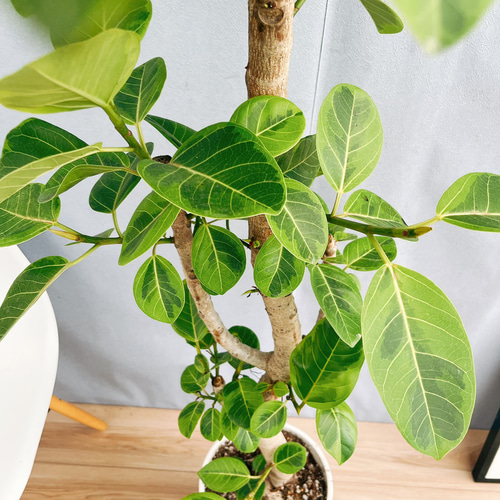 現品］☆おすすめ☆ 4番 フィカス アルテシマ 曲がり 8号 観葉植物