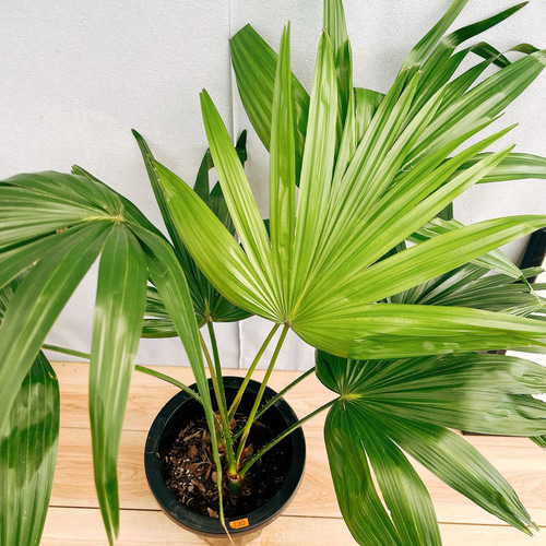 ［現品］C3 ビロウヤシ　8号　観葉植物　大型　ヤシ　南国風　おしゃれ 現品］2番 アレカヤシ 8号 観葉植物 大型 室内 プラ鉢 おしゃれ