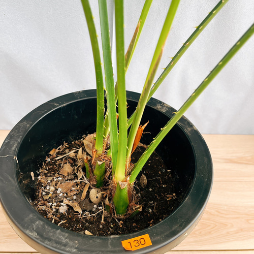 現品］84番 ビロウヤシ 8号 観葉植物 大型 ヤシ プラスチック鉢