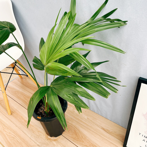 現品］84番 ビロウヤシ 8号 観葉植物 大型 ヤシ プラスチック鉢 南国風