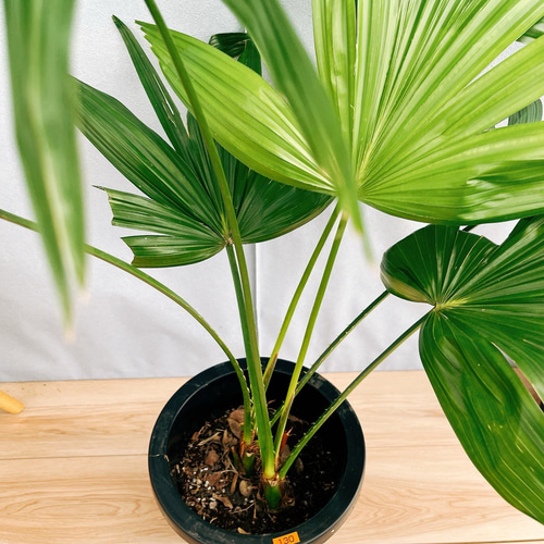 ［現品］C3 ビロウヤシ　8号　観葉植物　大型　ヤシ　南国風　おしゃれ kobe-iyaju_bry-0011