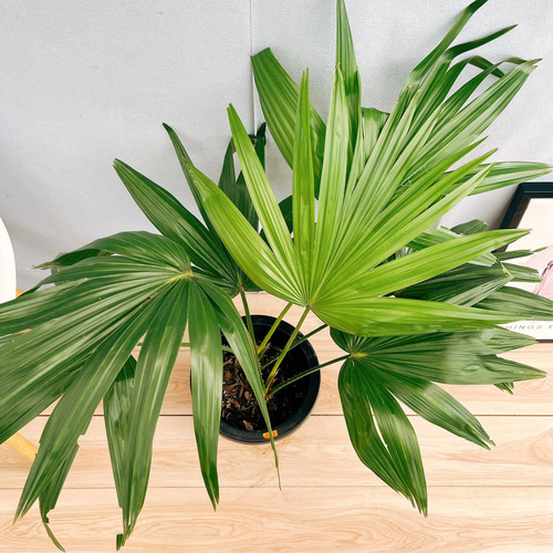 専用ビロウヤシ 現品］84番 ビロウヤシ 8号 観葉植物 大型 ヤシ プラスチック鉢