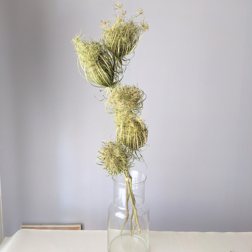 ノラニンジン ダウカス ドライフラワー ドライフラワー mamemona