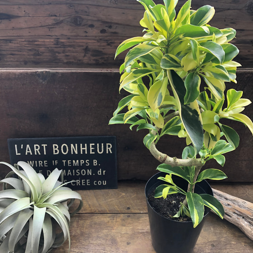 ファグライヤー♡フィカス♡斑入り♡希少品種♡観葉植物 アート