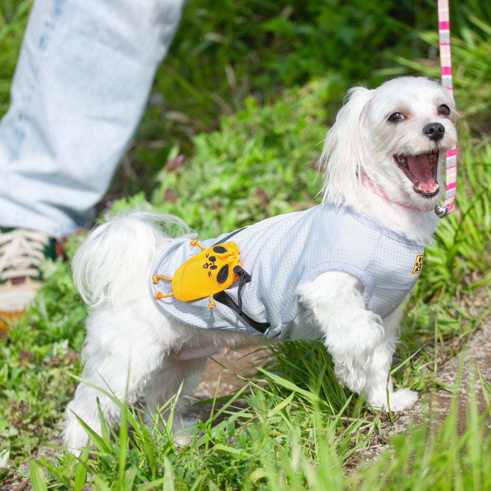 【コラボ③】犬服 Buddyポーチ　全２色　４サイズ