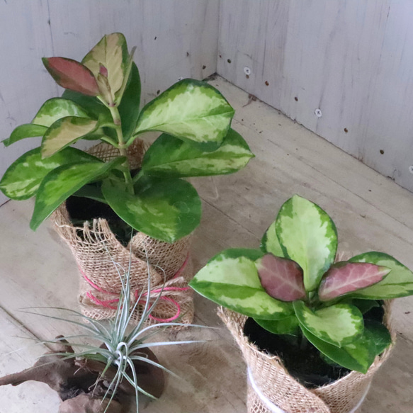 希少♡ホヤ♡オーストラリス♡リサ♡観葉植物♡ アートフラワー nico