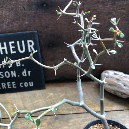 ジグザクの木♡ デカリア マダガスカリエンシス♡多肉植物 リース パリ