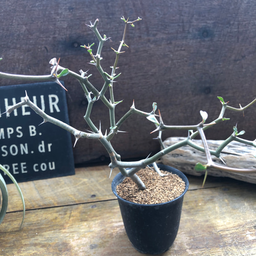 ジグザクの木♡ デカリア マダガスカリエンシス♡多肉植物 リース パリ