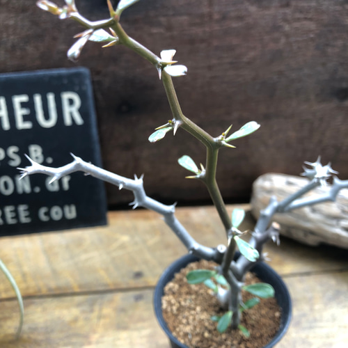 ジグザクの木♡ デカリア マダガスカリエンシス♡多肉植物 リース パリ