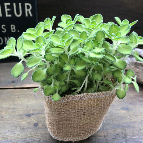 希少♡ライムシャワー♡アロマティカス♡多肉植物♡ミントの香り