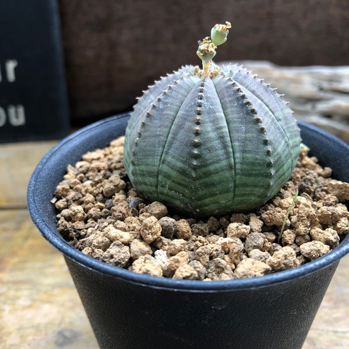 SNOOPY様 超巨大 ユーフォルビア オベサ 希少レア SNOOPY様 超巨大 ユーフォルビア オベサ 希少レア