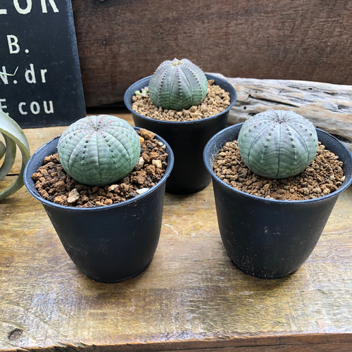 オベサ♡希少♡ユーフォルビア♡多肉植物 アートフラワー パリ