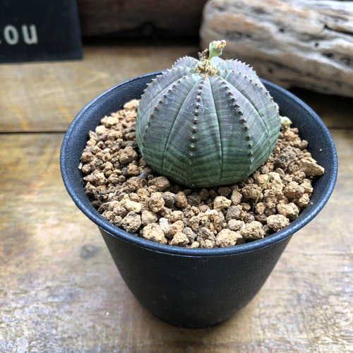 希少 ユーフォルビア オベサ 斑入り 希少 ユーフォルビア オベサ 斑入り