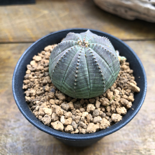 オベサ♡希少♡ユーフォルビア♡多肉植物 アートフラワー パリ