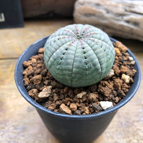 ⑥雌花 オベサ ユーフォルビア 種付き 2024年7月入荷>ユーフォルビア オベサ | Euphorbia obesa