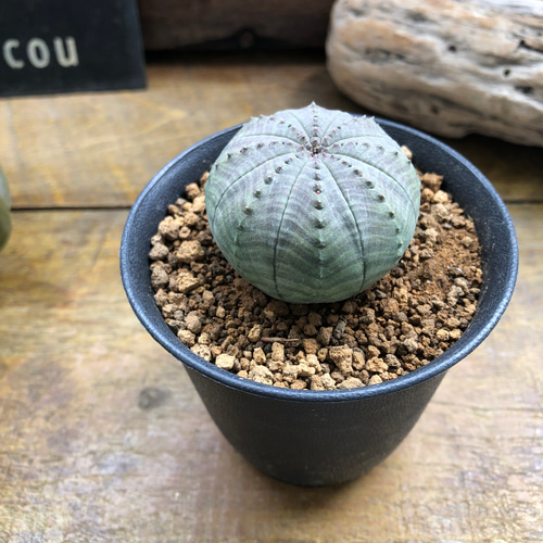 希少 ユーフォルビア オベサ 斑入り イタリア輸入 希少斑入り オベサ