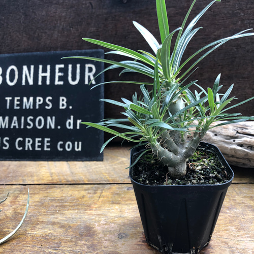 パキポデューム グラキリス♡塊根植物♡多肉植物♡コーデックス アート