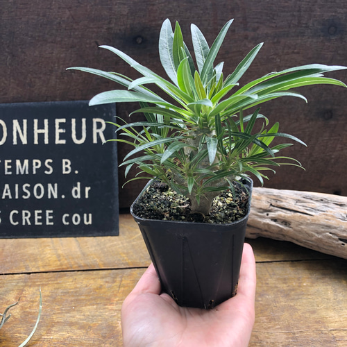 パキポデューム グラキリス♡塊根植物♡多肉植物♡コーデックス アート