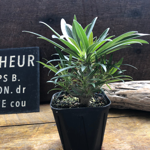 パキポデューム グラキリス♡塊根植物♡多肉植物♡コーデックス アート