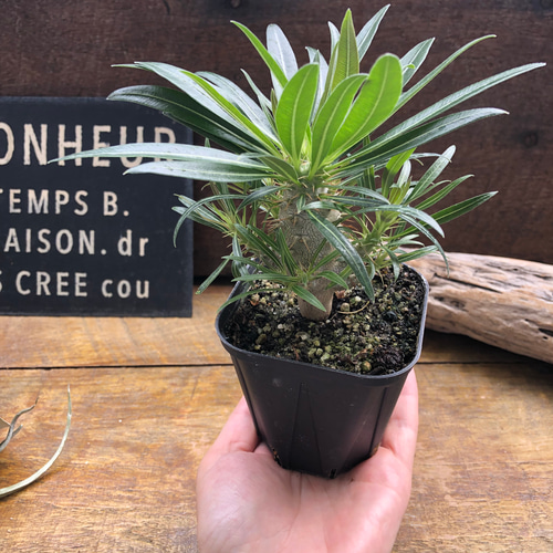 パキポデューム グラキリス♡塊根植物♡多肉植物♡コーデックス アート