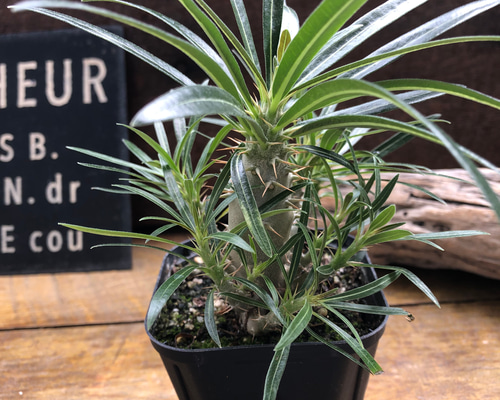 【塊根植物】人気のパキポディウムグラキリス！ 84b684848d7079561dc953cf822faf