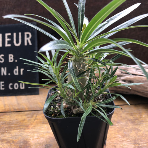 パキポデューム グラキリス♡塊根植物♡多肉植物♡コーデックス アート