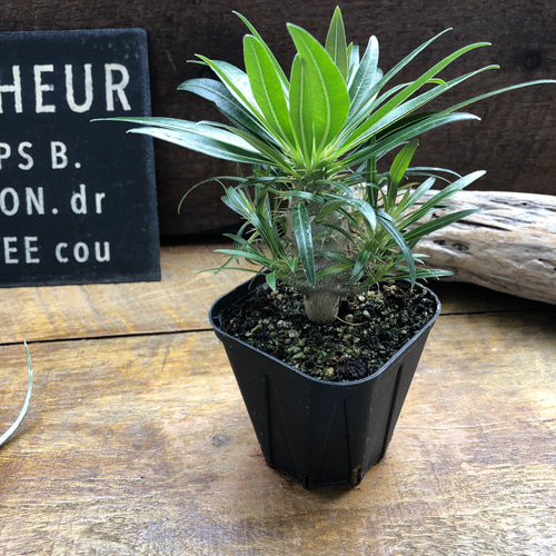 MOCMOC グラキリス パキポデューム グラキリス♡塊根植物♡多肉植物♡コーデックス アート